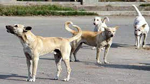Treating stray dogs with cruelty and hate not acceptable: Bombay HC; asks hsg society to resolve issues with its resident