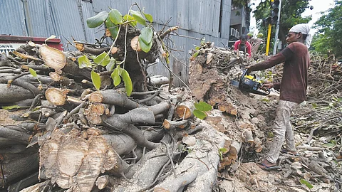 IDA pulls up firm for tree-cutting