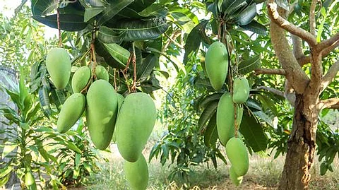 Mango