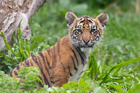 Female tiger cub strays into Kerala village, caught