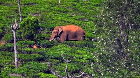 Kerala HC declines to review its order on relocating rice-eating tusker to Parambikulam reserve