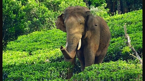 Rice-eating tusker Arikomban released into interiors of Periyar Tiger Reserve: Forest officials
