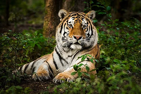 Tiger census 2022 world's most extensive wildlife survey: Report