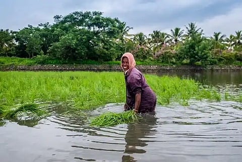 Trouble looms for ancient Indian grain that combats climate