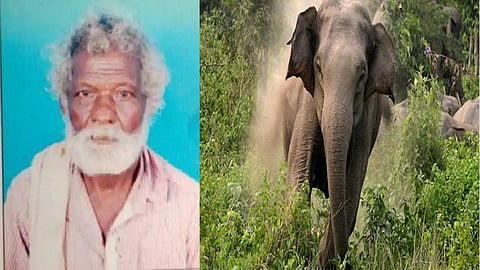 70-year-old man trampled to death by elephant in Kerala's Palakkad