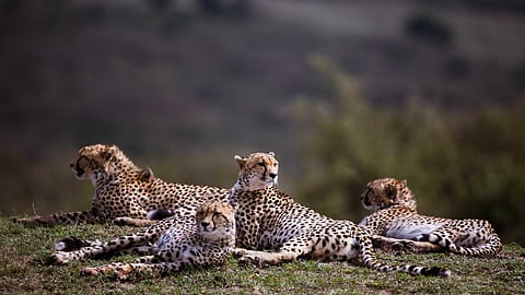 Inadequate space for cheetahs in MP's Kuno National Park, claims ex-WII official