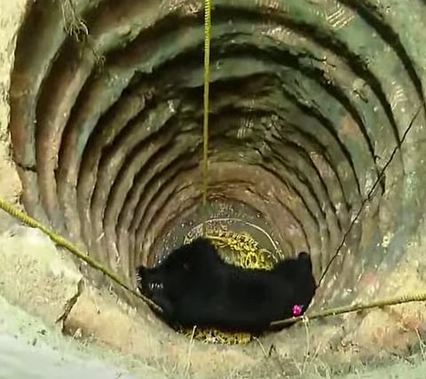 Bear trapped in well for over 10 hours in Kerala dead
