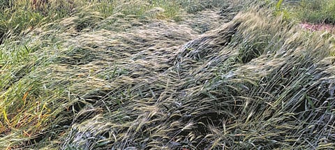 Wheat, other crops in 10,000-ha area damaged in Una district due to bad weather