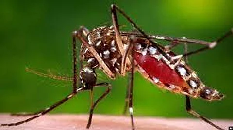 Expert warns of heightened mosquito-borne disease risk due to climate change