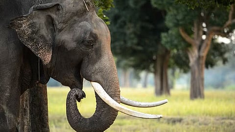 Wild elephant attacks middle-aged man in Kerala's Thekkady