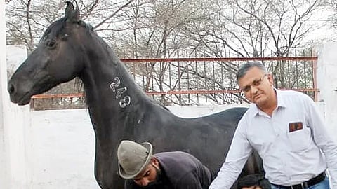India's first Marwari foal 'produced' through embryo transfer tech: ICAR-NRCE