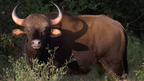 Another gaur attack in Kerala, 55-year-old man seriously injured