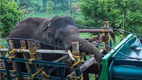 Arikomban back on Kerala trail?