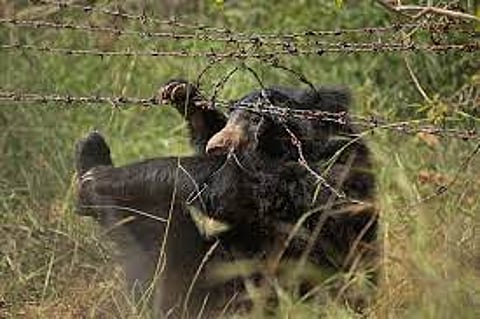 Sloth bear cub trapped in fencing wire dies in Chhattisgarh