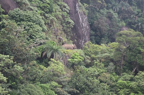 Arikomban luxuriating in TN forest