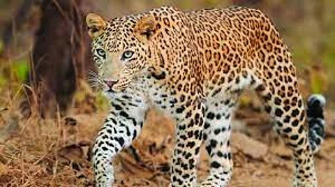 Man seriously injured in leopard attack