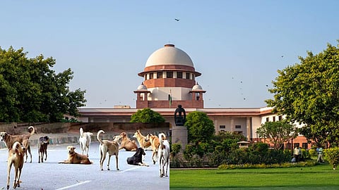 SC notice to Kerala govt on plea to euthanise 'extremely dangerous' stray dogs in Kannur