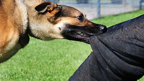 Two incidents of stray dog attacks against children in Kerala