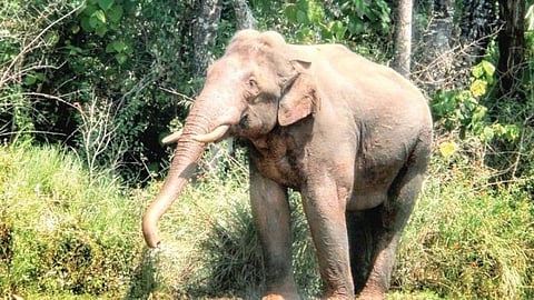 Wild tusker Arikomban tranquilised, to be translocated