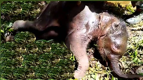 Baby elephant dead two weeks after being abandoned by its herd