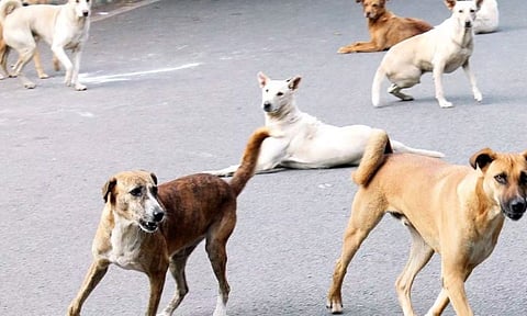 Stray dog menace: Kerala to approach court seeking amendment in ABC rules