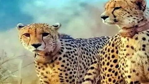 Cheetahs at the Kuno National Park