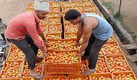 Heavy rains further push up retail tomato prices up to Rs 200/kg