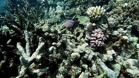 Deep sea bed