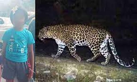 Leopard suspected to have killed girl in Tirumala captured