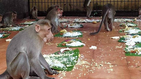 Monkey Feast at the Sree Dharma Sastha Temple at Sasthamkota