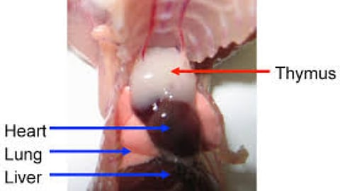 Study finds stem cells in thymus for first time