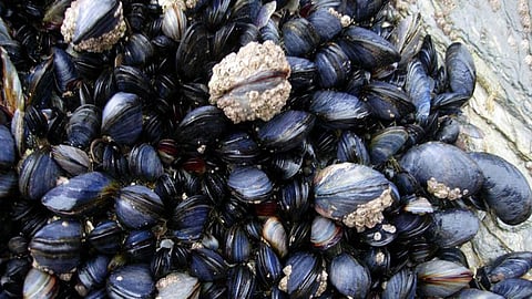 Caribbean false mussel