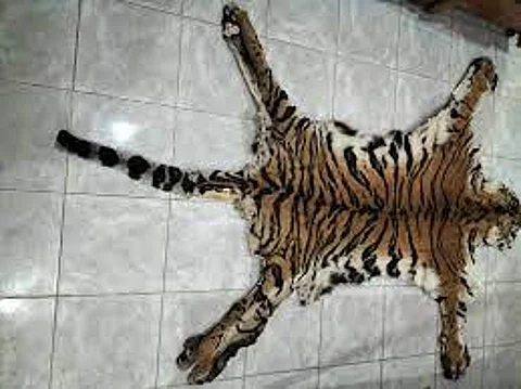 Three arrested for possession of tiger skin, nails in Mumbai