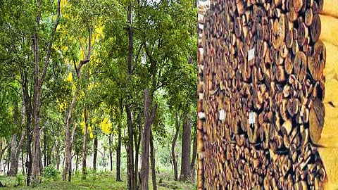 Sandalwood forest, Marayoor, Idukki, Kerala