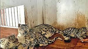 Seven leopard cubs die of virus infection at Bengaluru biological park