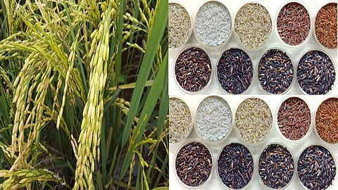 Rice varieties