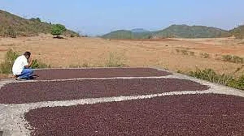 Tribal Koraput farmers win awards at global coffee meet