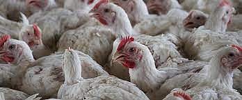 South Africa culls nearly 2.5M chickens to contain bird flu outbreaks