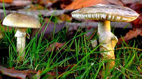 Poisonous Mushrooms