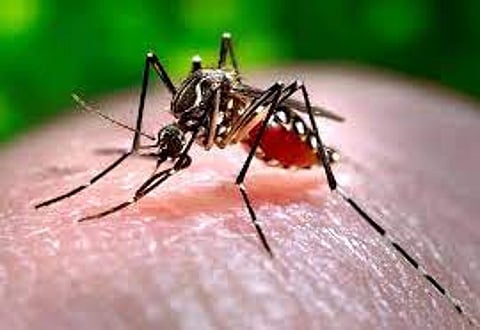 First Chikungunya Vaccine, Ixchiq, Approved by US FDA - Protecting Against Mosquito-Borne Virus