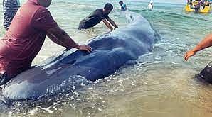 Tragic End to 40-Hour Whale Calf Rescue: Washes Ashore in Ratnagiri, Maharashtra