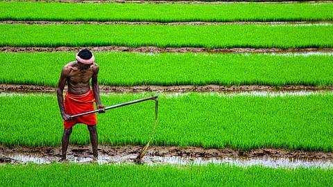 Farmers under PRS scheme not borrowers, their credit ratings not to be affected: Kerala HC