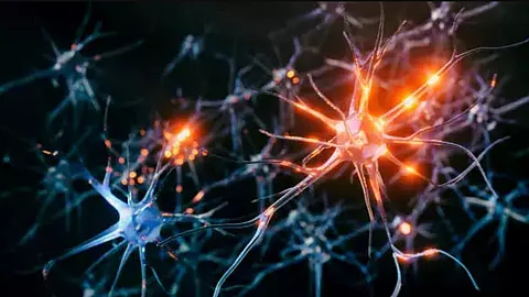 Researchers shed light on how to restore nerve cells after injury