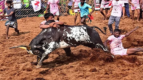 Jallikattu 2024: Bulls and Tamers Gear Up for Pongal Showdown