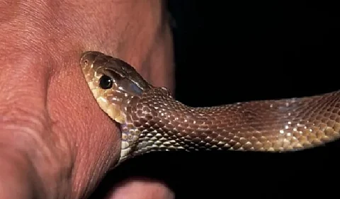 Breakthrough Synthetic Antibody Neutralizes Deadly Snake Venom