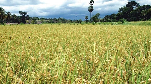 Paddy field, Kerala