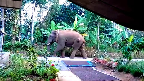 The wild elephant strayed into Wayanad, Kerala from Karnataka