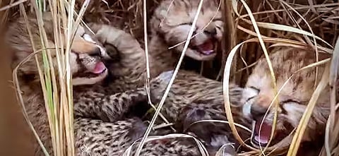 Cheetah 'Gamini' Welcomes Five Cubs, Boosting India's Big Cat Population to 26