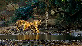 Save forest water and keep wildlife at bay