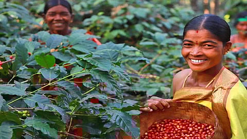 Araku Coffee cultivated by the tribal communities in Araku Valley in Andhra Pradesh.